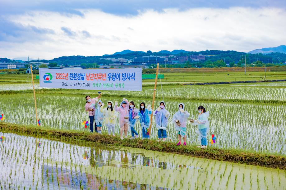 천안쌀이 맛있는 이유? 친환경우렁이농법! 남관리 우렁이방사식 행사